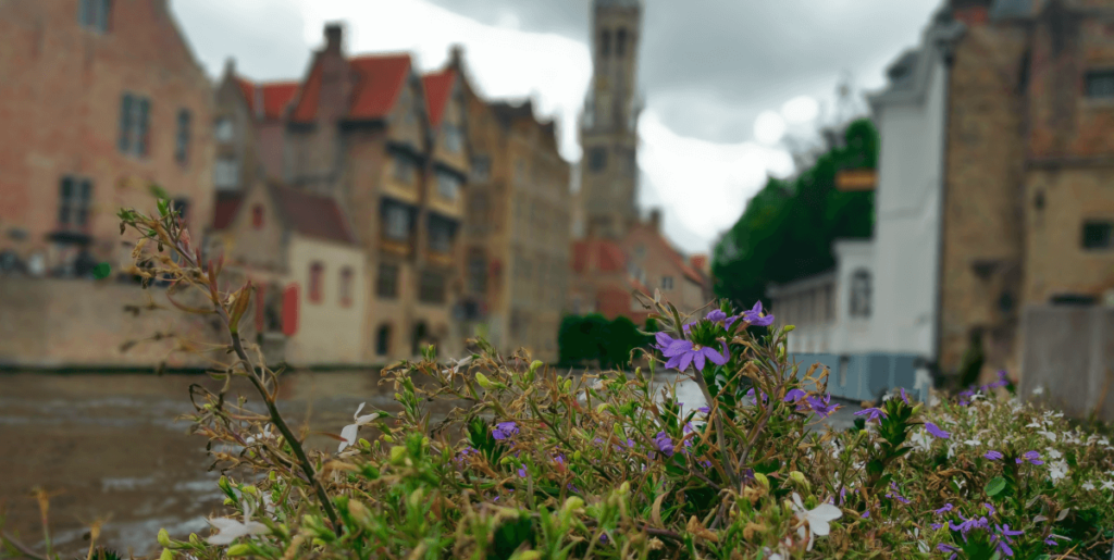 purple flowers by Bruges canal