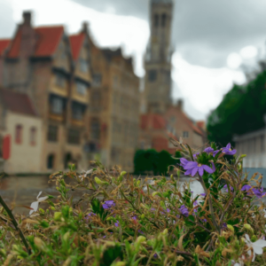 purple flowers by Bruges canal