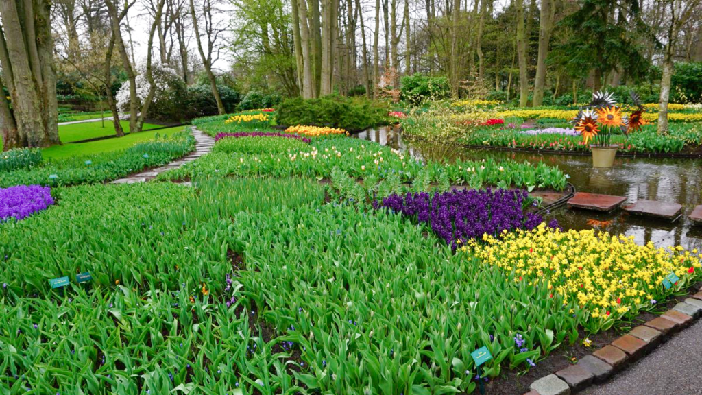 Keukenhof Garden Flower beds in yellow, green and purple with a path
