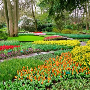 Kuekenhof Garden with yellow, red and orange flowers