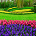 Blue, pink and yellow flowers at Kuekenhof Gardens just outside Amsterdam