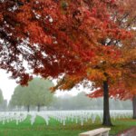 Fall leaves in the grave area at Netherlands American Cemetery