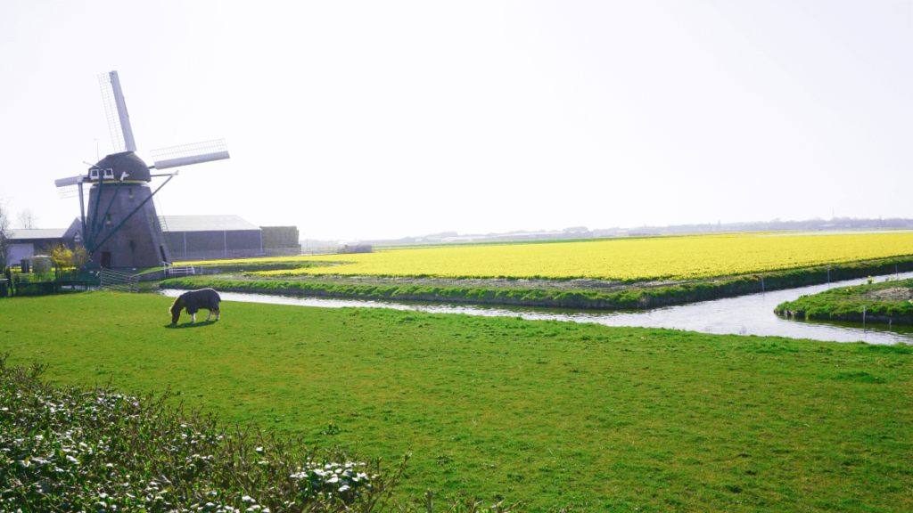 Tulip farm in the Netherlands with a pony, yellow tulips, a windmill and canal