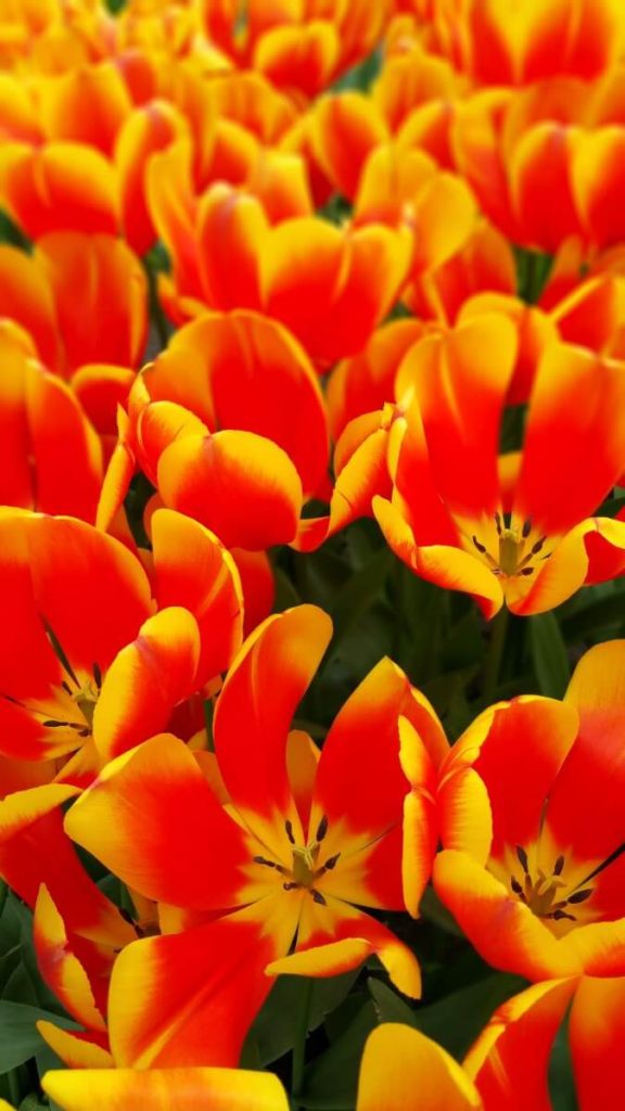 bed of yellow and orange striped tulips that are open