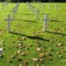 Suresnes American Cemetery markers of WWII