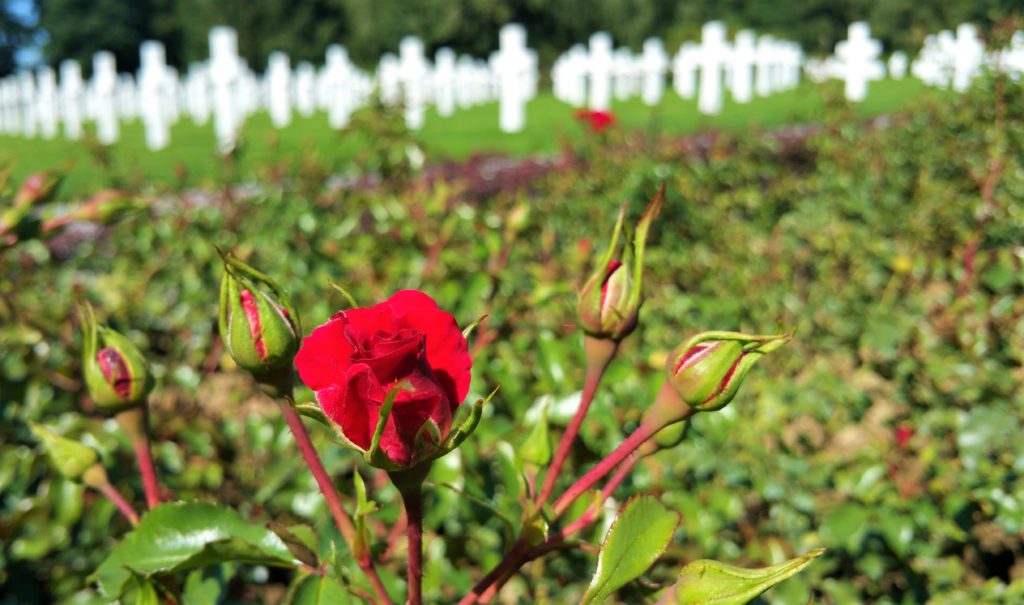 red rose with grave markers in the distance at Luxembourg American Cemetery