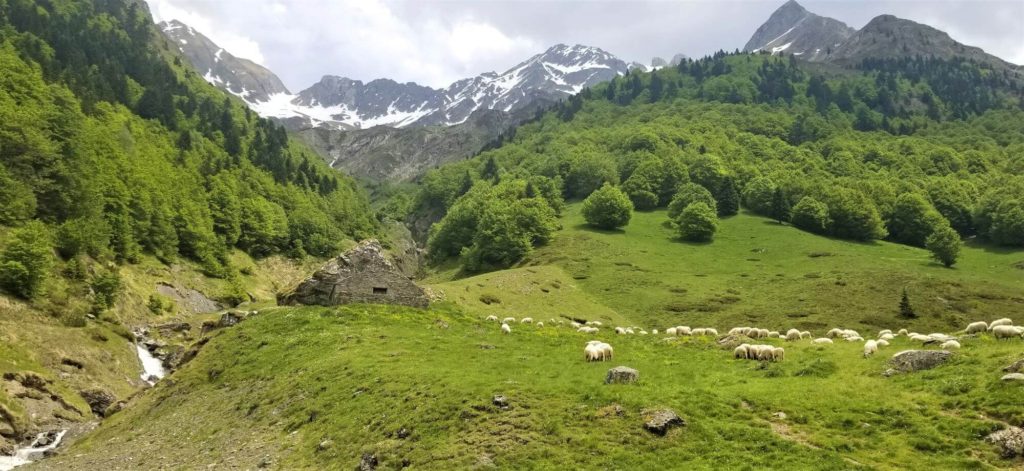 pyrenees mountains with goats