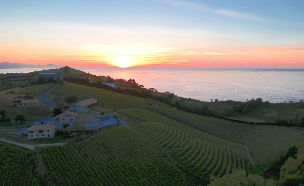 sunset over the atlantic ocean with wine vineyards